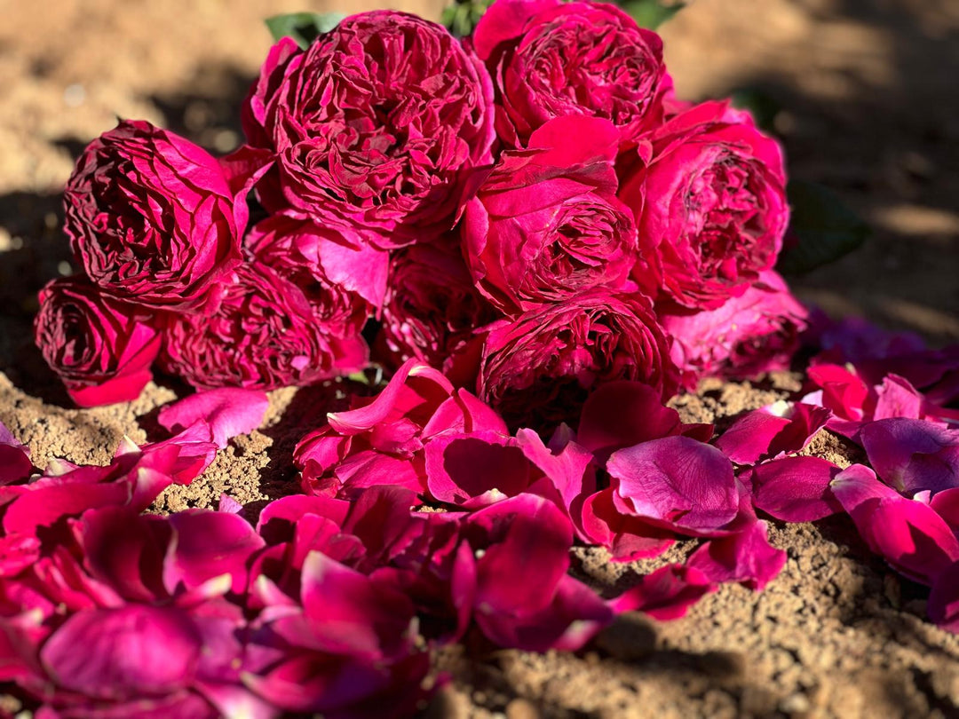 How to Dry Your Rose Petals: Life After Bloom