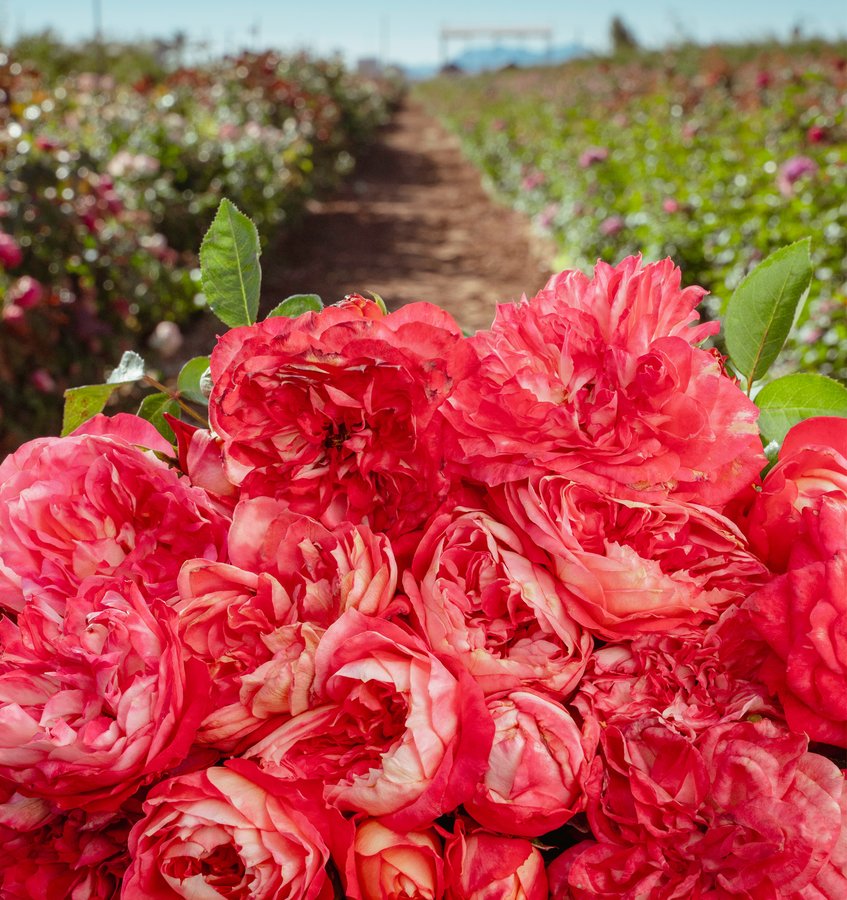 Tissue Culture: How Scientists are Eliminating Viruses in Roses