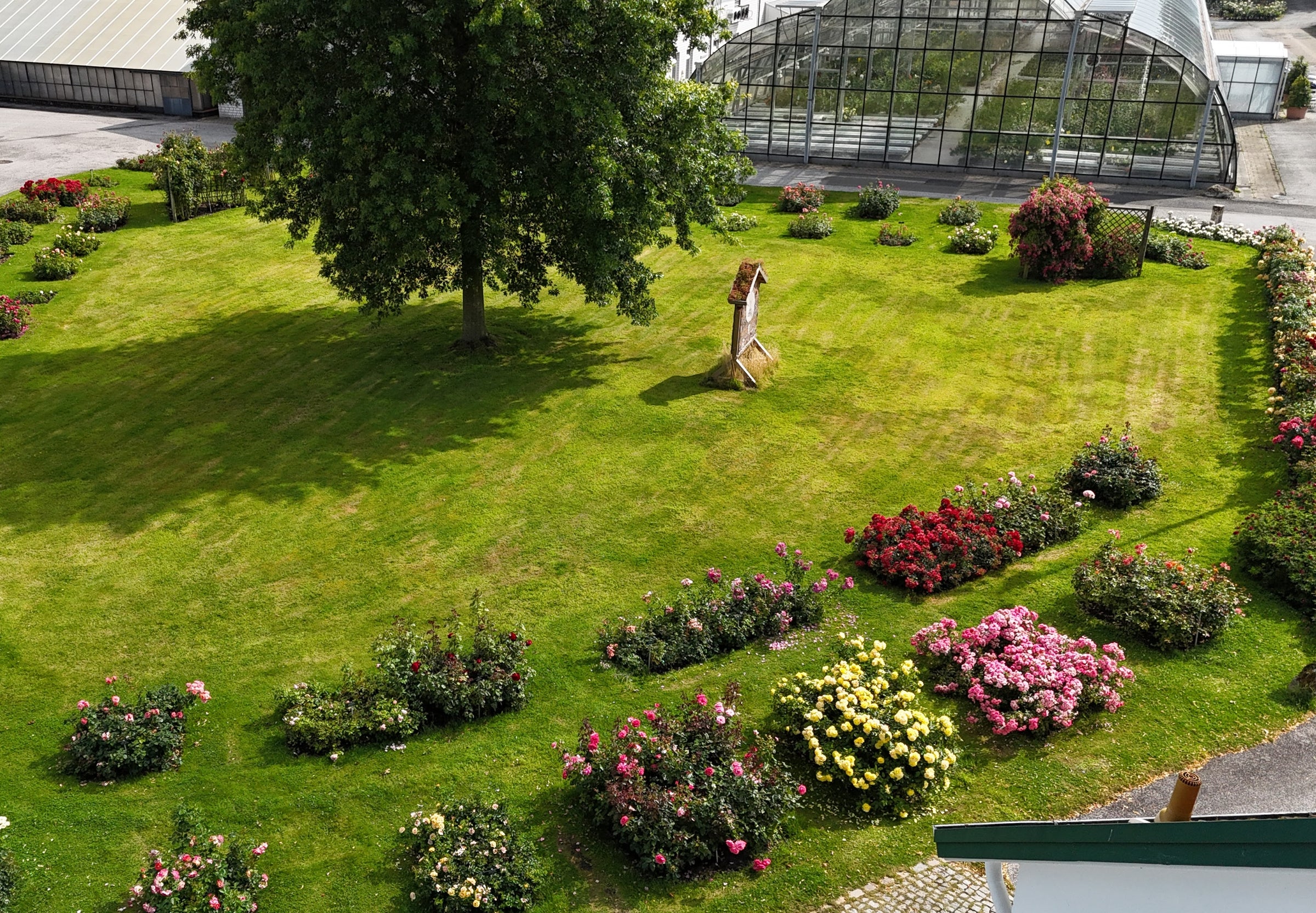 Garden Filled with Roses