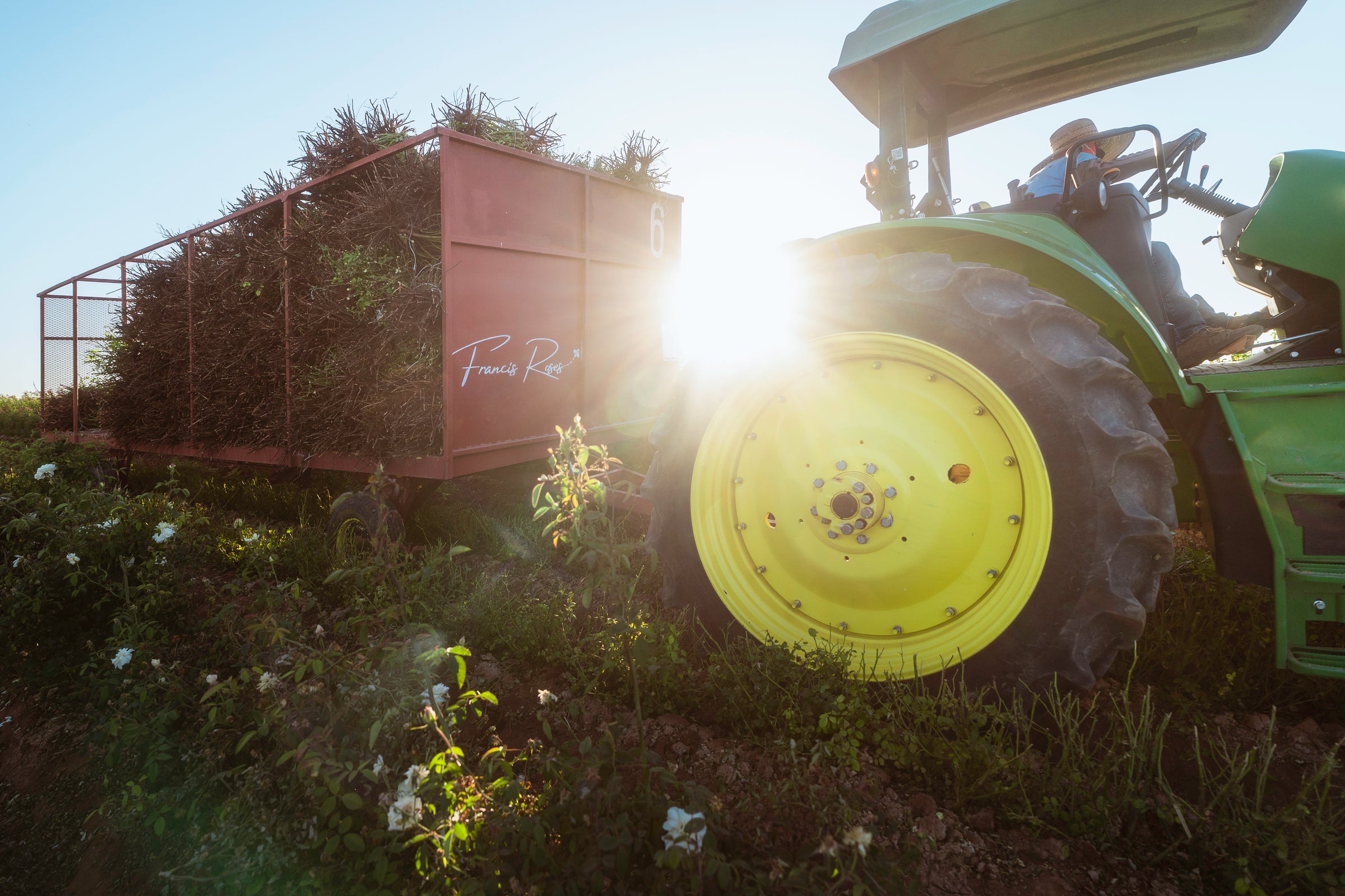 Francis Roses Tractor