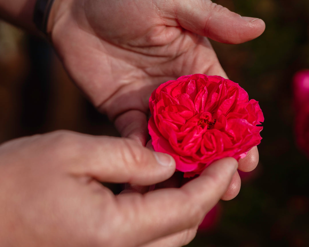 Red Rose in Hand