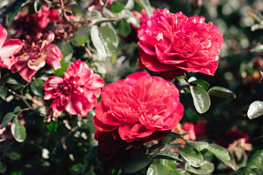 Balmoral Rose Bushes