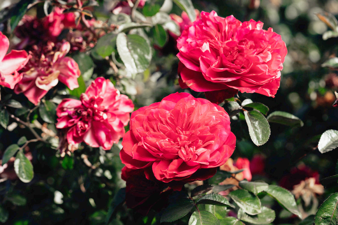 Balmoral Rose Bushes