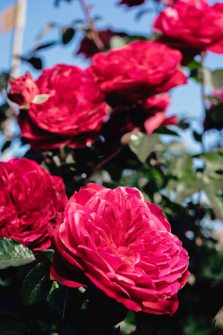 Balmoral Rose Bushes