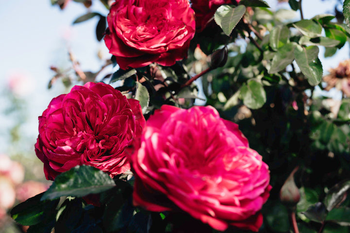 Balmoral Rose Bushes