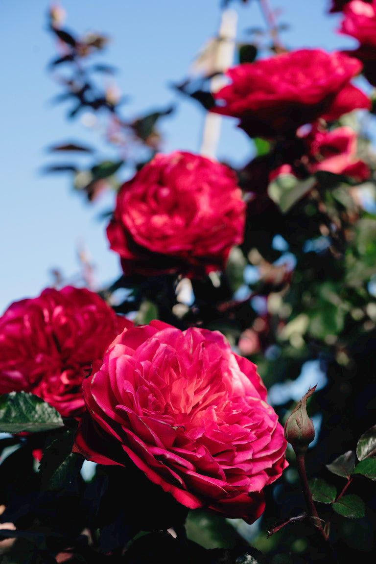 Balmoral Rose Bushes