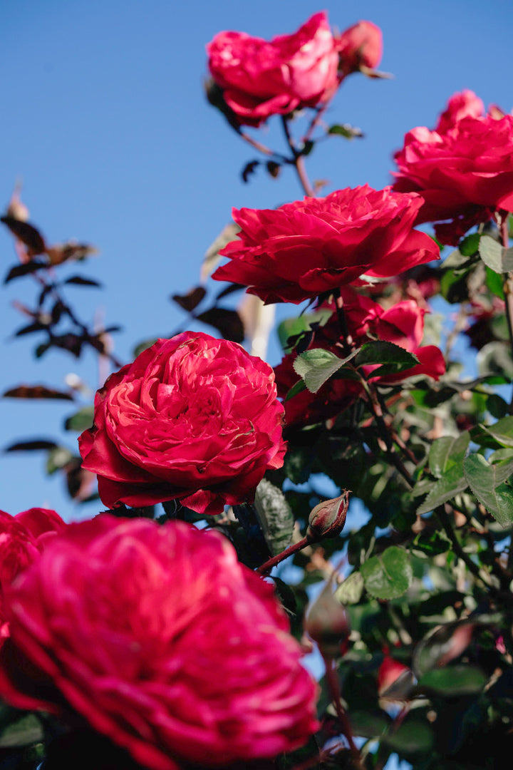 Balmoral Rose Bushes