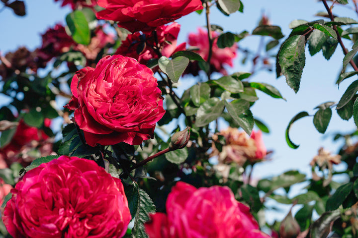 Balmoral Rose Bushes