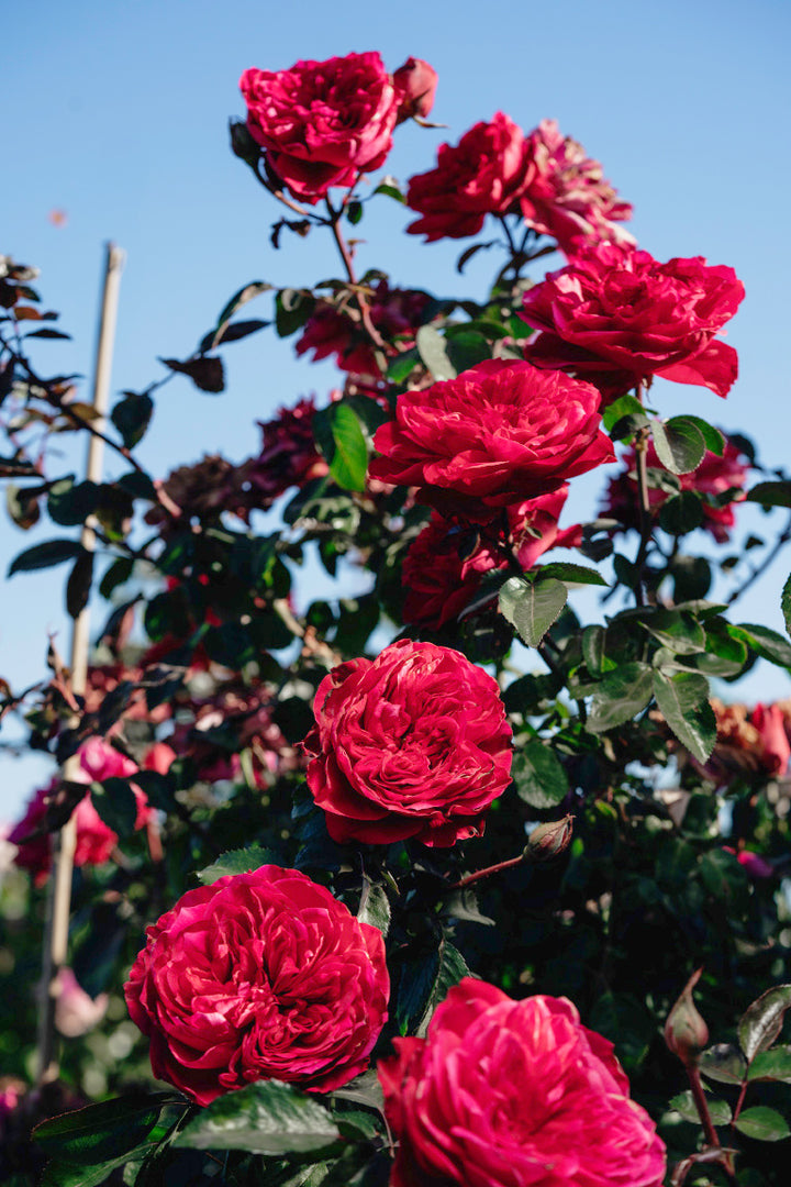 Balmoral Rose Bushes