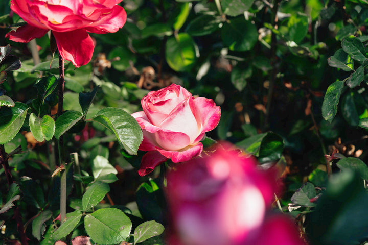 Beauty From within Rose Bushes