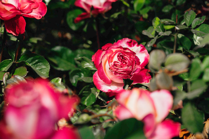 Beauty From within Rose Bushes