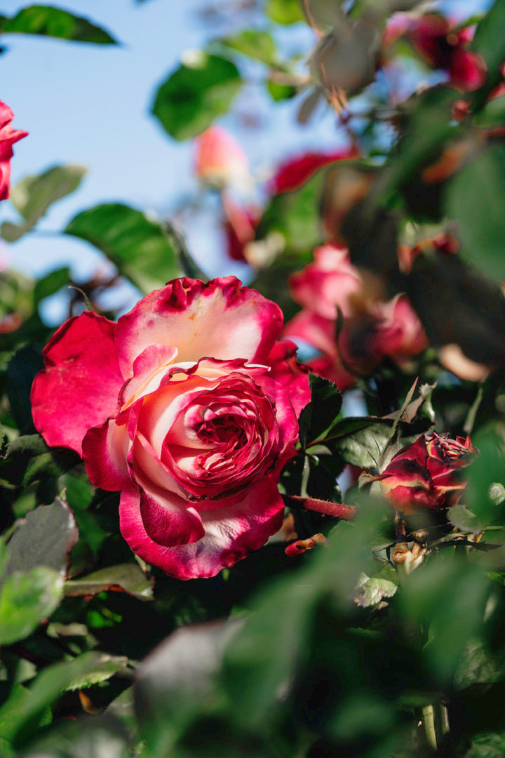 Beauty From within Rose Bushes