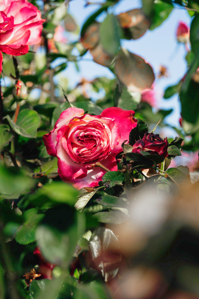 Beauty From within Rose Bushes