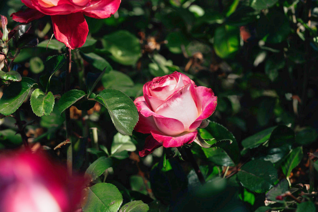 Beauty From within Rose Bushes