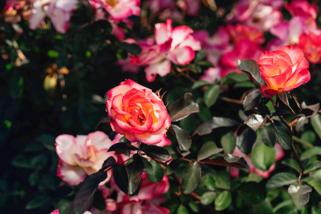 Betty Boop Rose Bushes