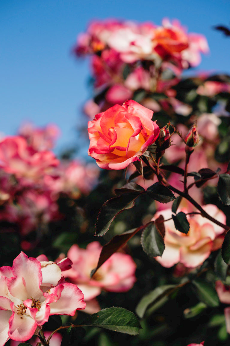 Betty Boop Rose Bushes