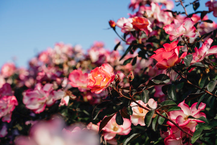 Betty Boop Rose Bushes