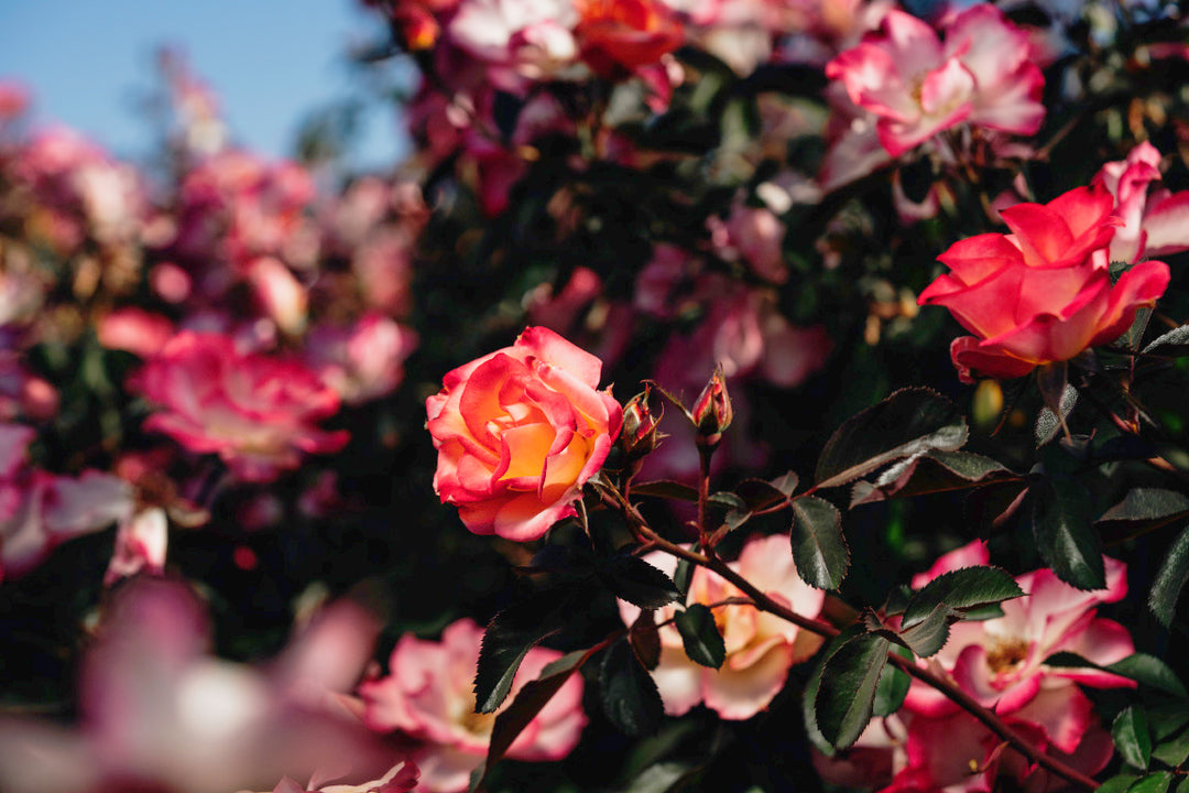 Betty Boop Rose Bushes