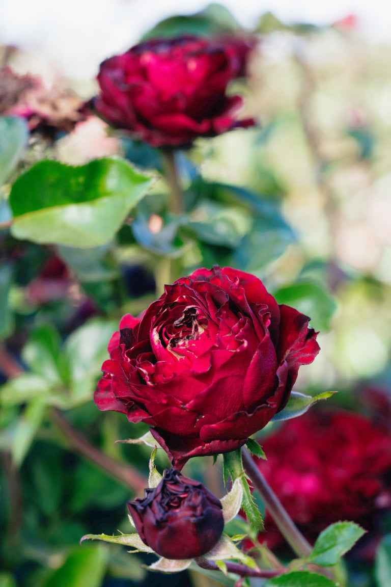 Black Velvet Rose Bushes