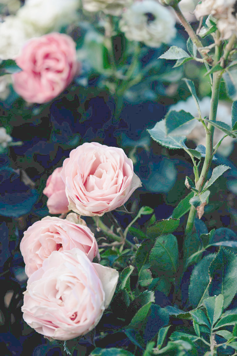 Chantlly Lace Rose Bushes