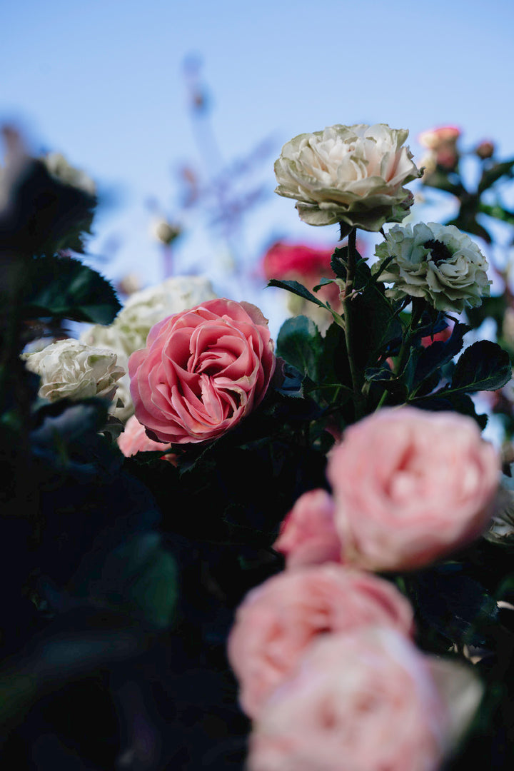 Chantlly Lace Rose Bushes