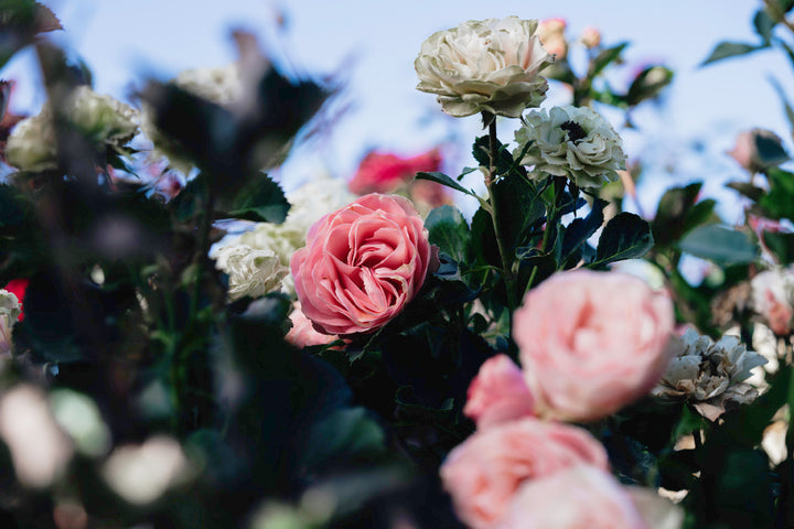 Chantlly Lace Rose Bushes