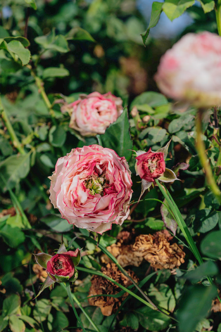 Charming Corneille Rose Bushes