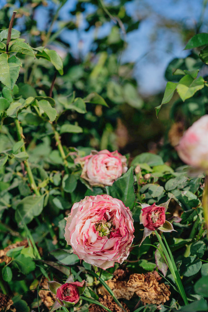 Charming Corneille Rose Bushes