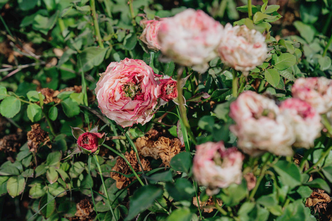 Charming Corneille Rose Bushes