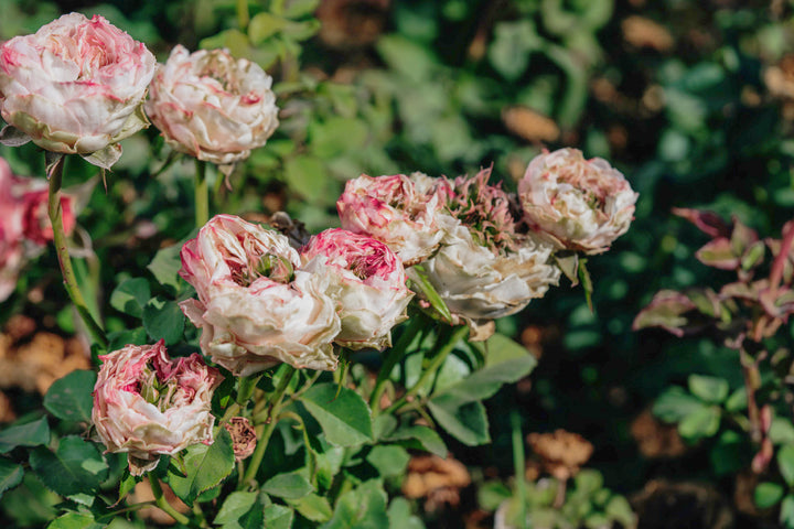 Charming Corneille Rose Bushes