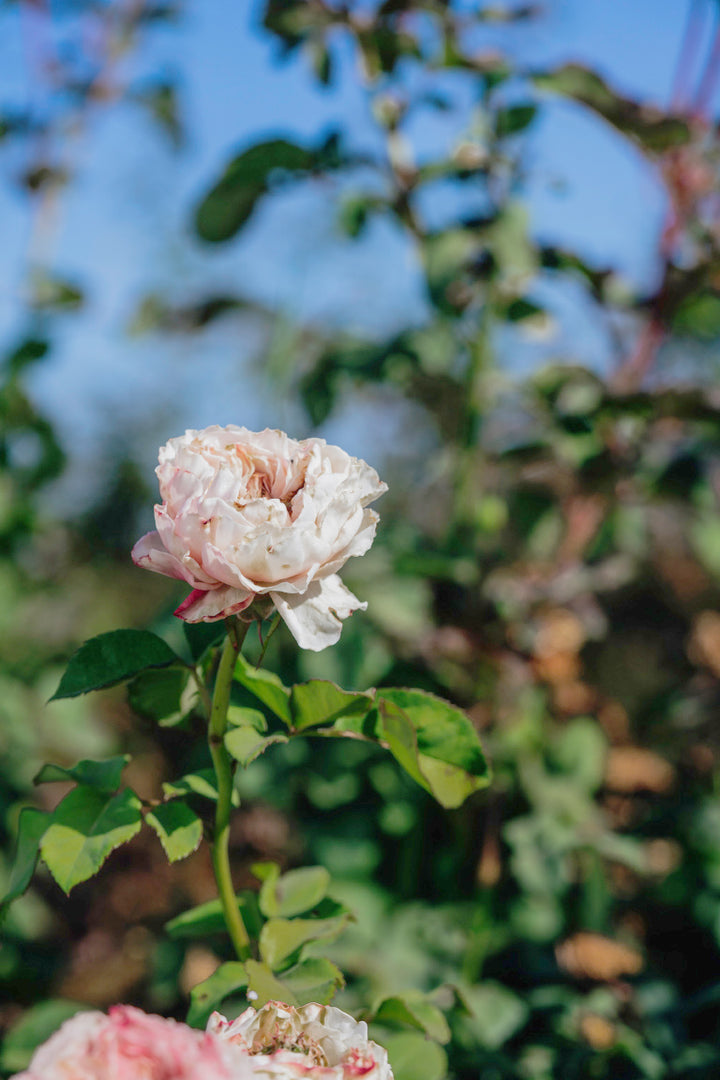 Charming Corneille Rose Bushes