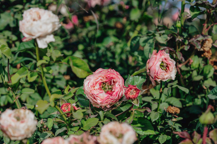 Charming Corneille Rose Bushes