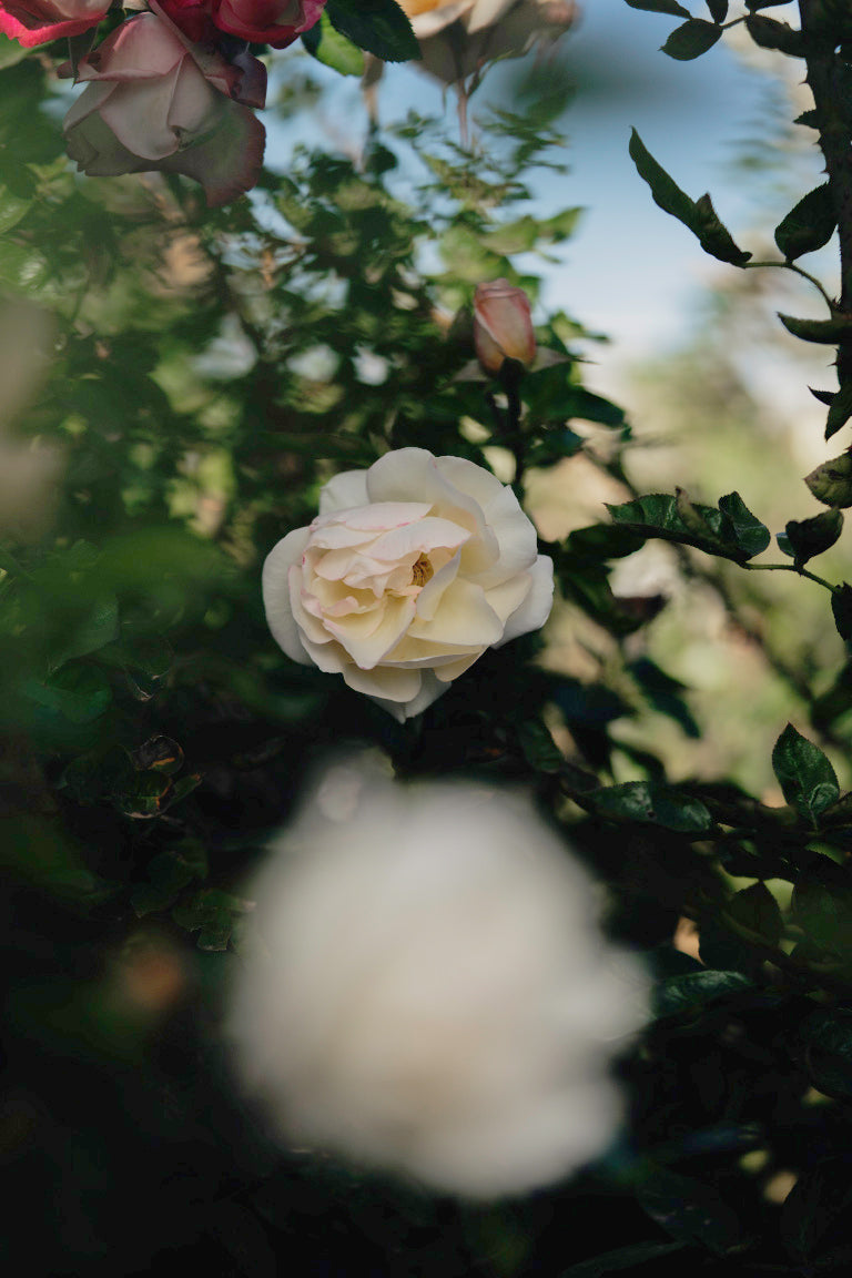 Circle of Life Rose Bushes