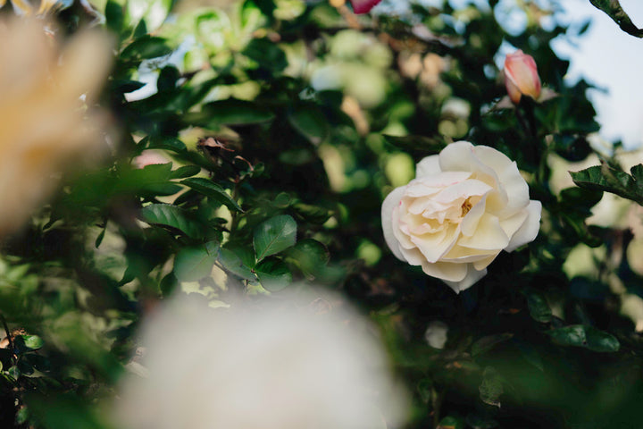 Circle of Life Rose Bushes