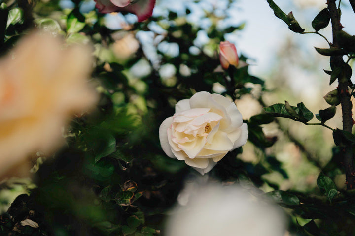 Circle of Life Rose Bushes