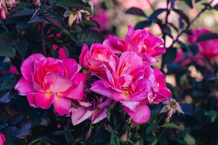 Coral Miracle Rose Bushes