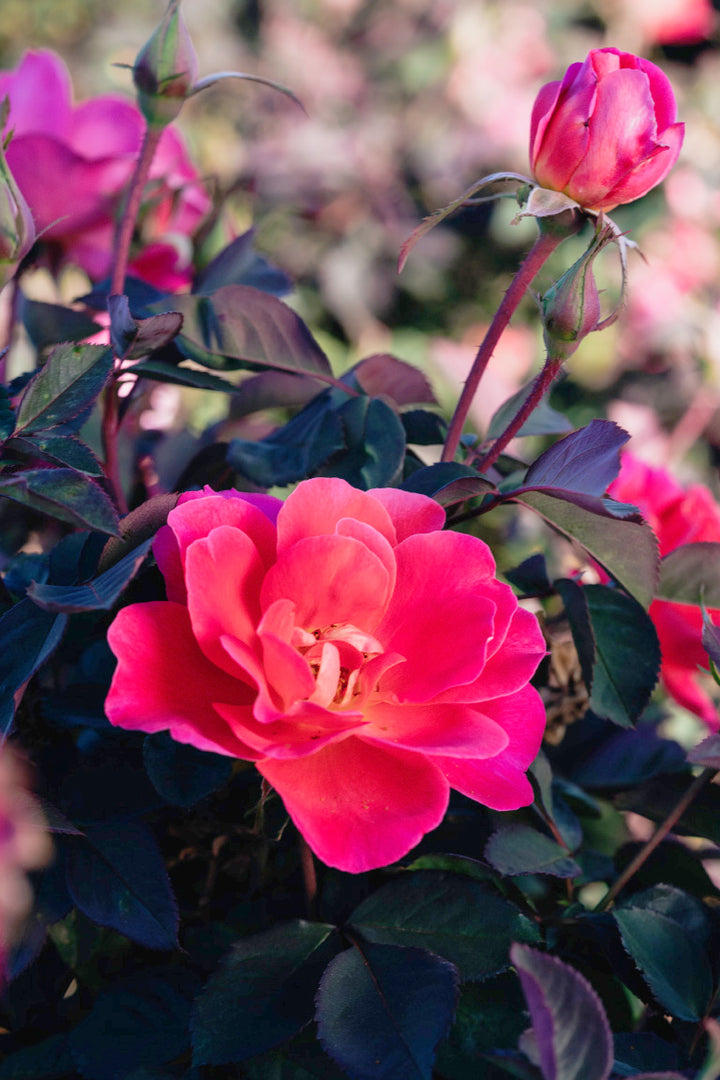 Coral Miracle Rose Bushes