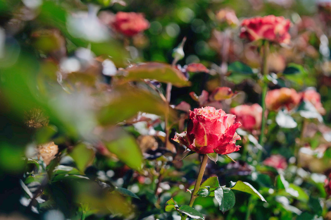 Country Spirit Frieda Rose Bushes