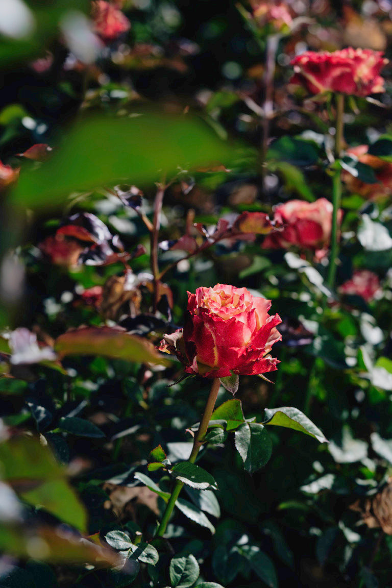 Country Spirit Frieda Rose Bushes