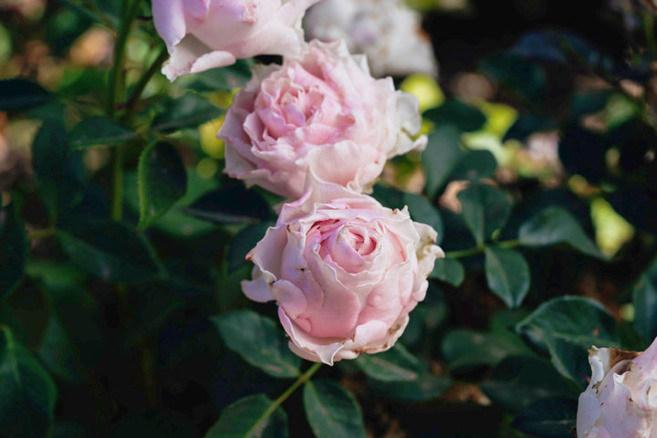 Country Spirit Peonia Rose Bushes