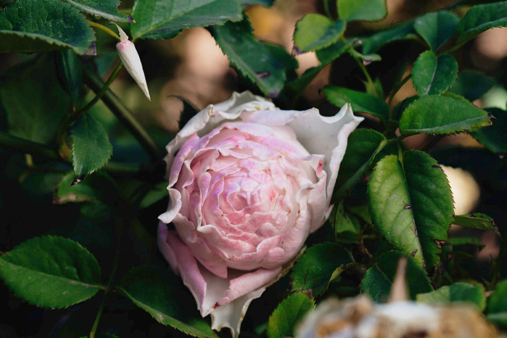 Country Spirit Peonia Rose Bushes