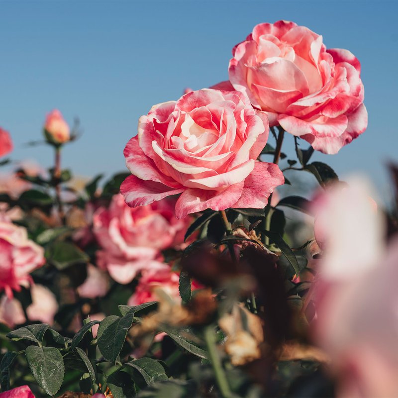 Crescendo Rose Bushes