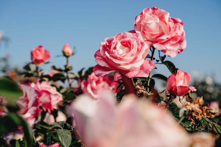 Crescendo Rose Bushes