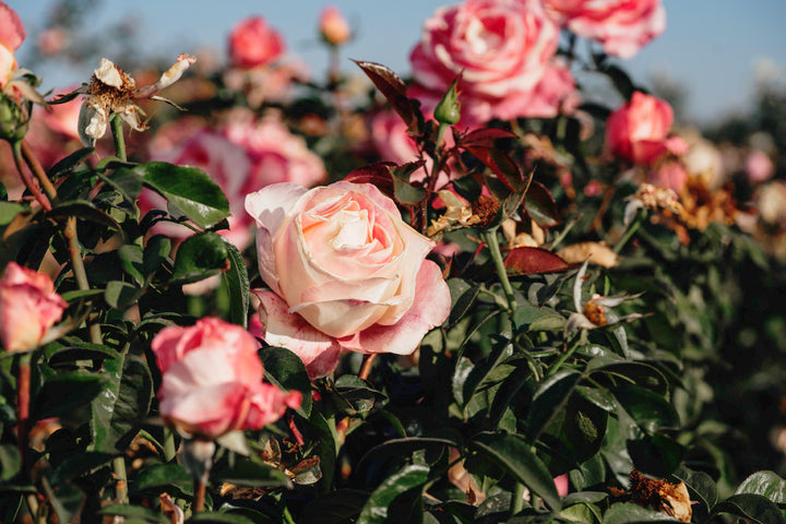 Crescendo Rose Bushes