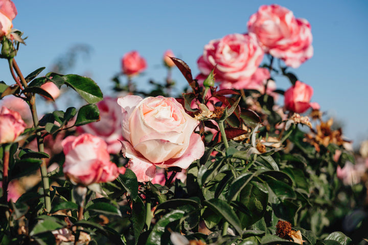 Crescendo Rose Bushes