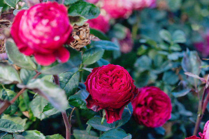 Dance Party Rose Bushes