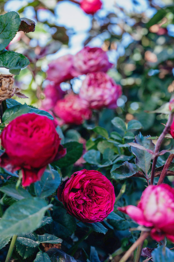 Dance Party Rose Bushes