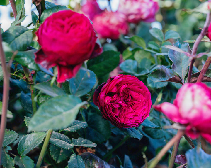 Dance Party Rose Bushes