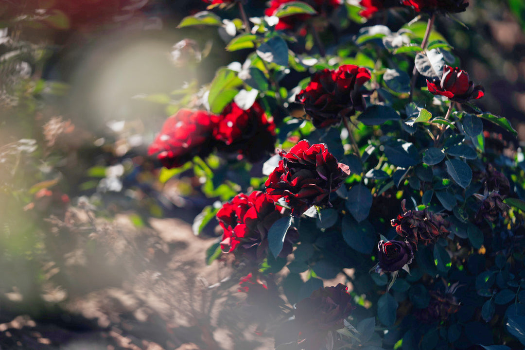 Dancing in the Dark Rose Bushes