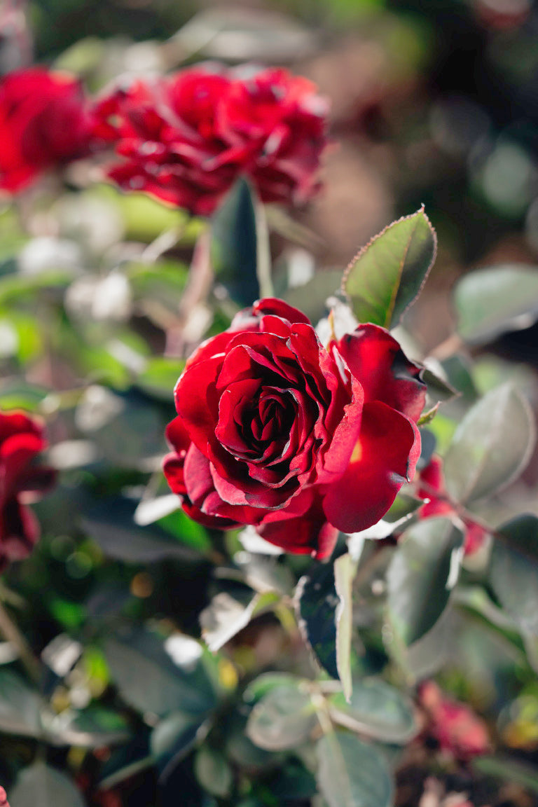 Dancing in the Dark Rose Bushes